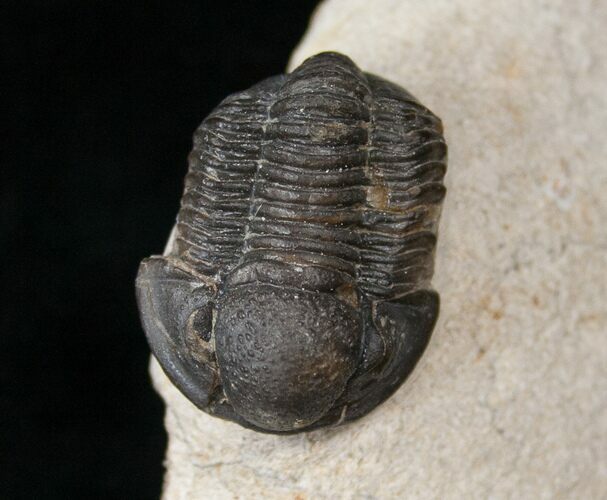 Gerastos Trilobite Fossil - Foum Zguid #15387